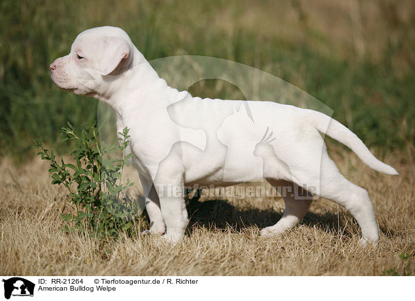 American Bulldog Welpe / American Bulldog Puppy / RR-21264