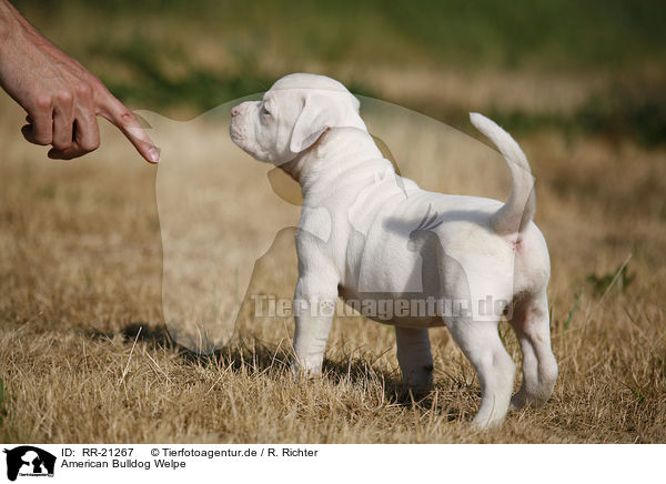 American Bulldog Welpe / RR-21267