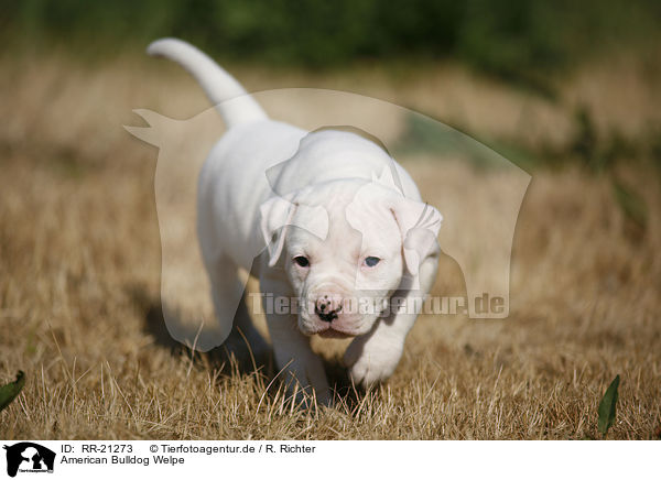 American Bulldog Welpe / RR-21273
