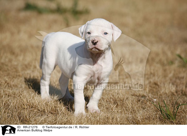 American Bulldog Welpe / RR-21276