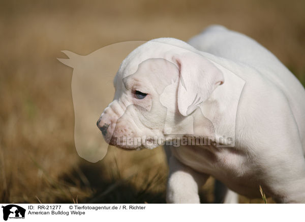 American Bulldog Welpe / American Bulldog Puppy / RR-21277