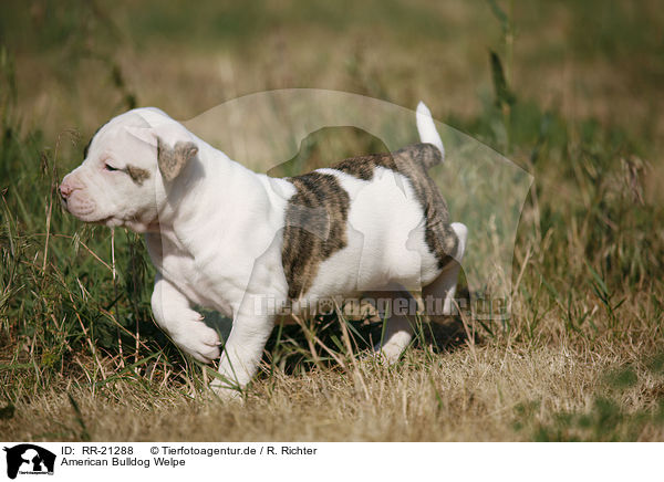 American Bulldog Welpe / American Bulldog Puppy / RR-21288