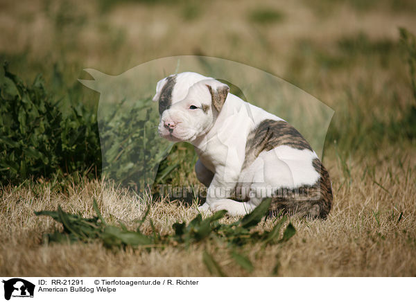 American Bulldog Welpe / RR-21291