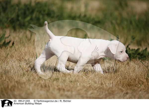 American Bulldog Welpe / RR-21295