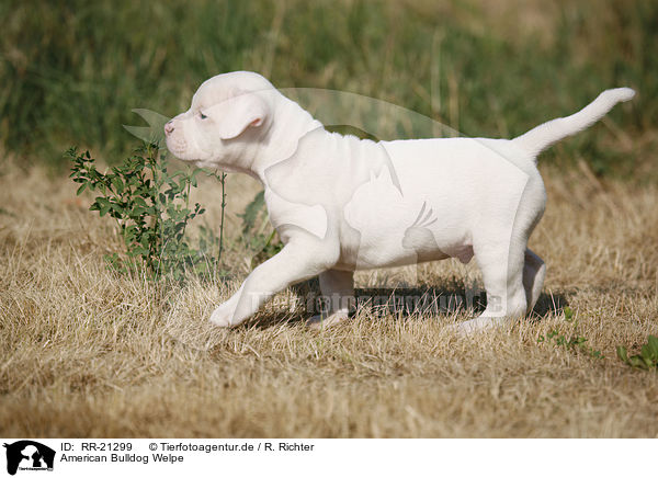American Bulldog Welpe / American Bulldog Puppy / RR-21299