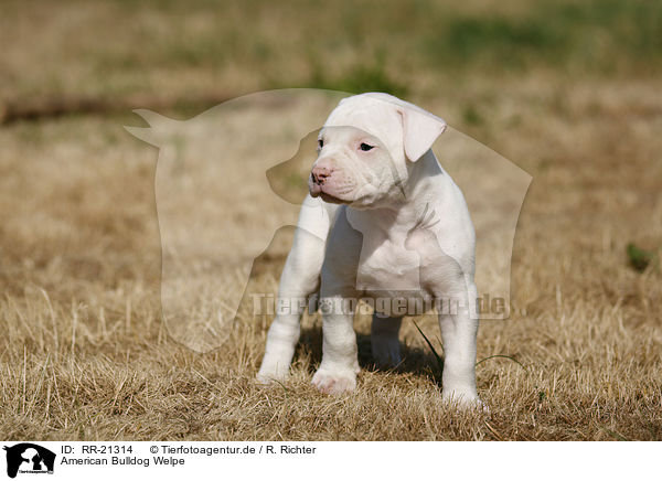 American Bulldog Welpe / RR-21314