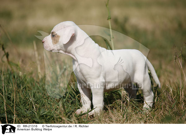 American Bulldog Welpe / RR-21316
