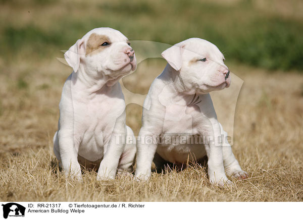 American Bulldog Welpe / RR-21317