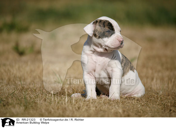 American Bulldog Welpe / RR-21323