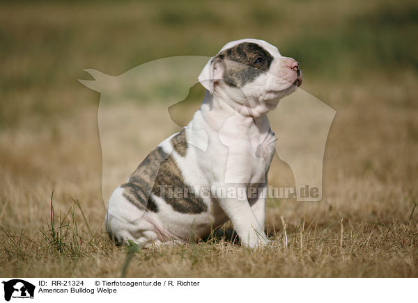 American Bulldog Welpe / American Bulldog Puppy / RR-21324