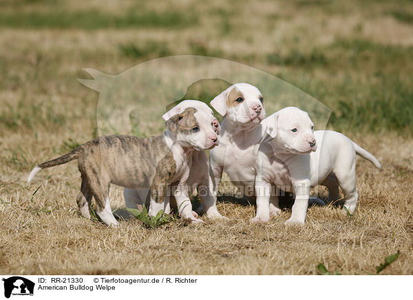 American Bulldog Welpe / RR-21330