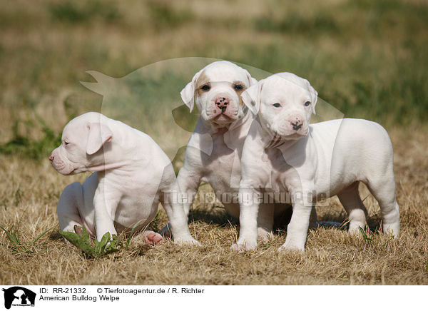 American Bulldog Welpe / American Bulldog Puppy / RR-21332