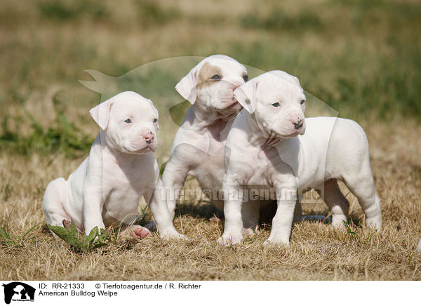 American Bulldog Welpe / American Bulldog Puppy / RR-21333