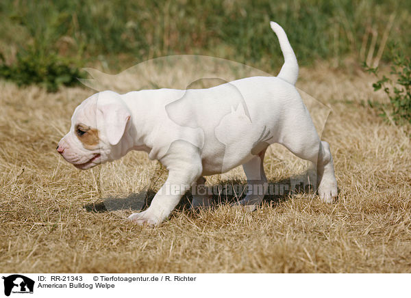 American Bulldog Welpe / RR-21343