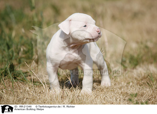 American Bulldog Welpe / RR-21346