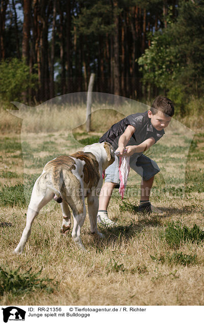 Junge spielt mit Bulldogge / RR-21356