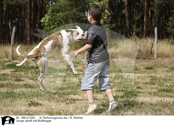Junge spielt mit Bulldogge / RR-21360