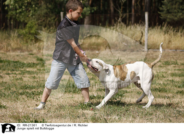 Junge spielt mit Bulldogge / RR-21361