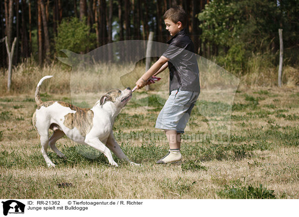 Junge spielt mit Bulldogge / boy plays with bulldog / RR-21362