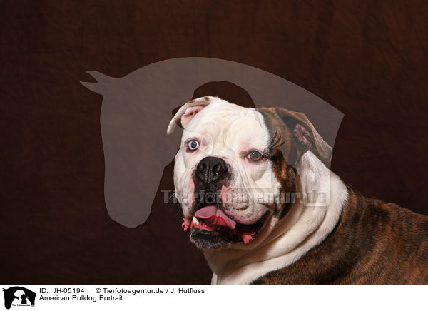 American Bulldog Portrait / American Bulldog Portrait / JH-05194