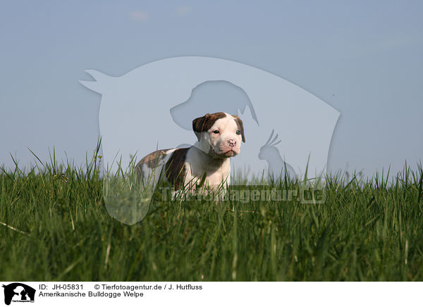 Amerikanische Bulldogge Welpe / JH-05831