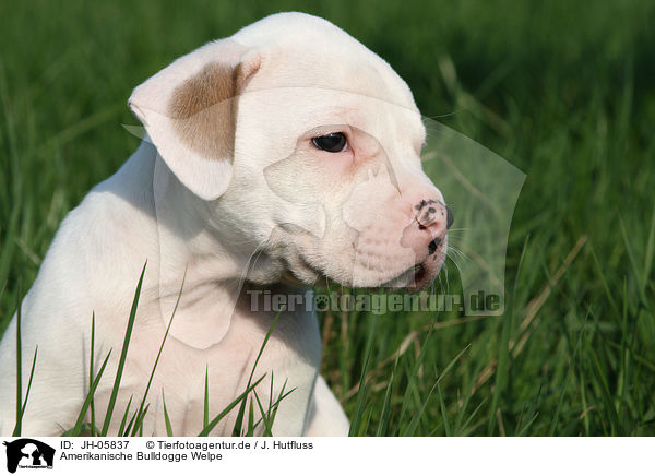 Amerikanische Bulldogge Welpe / JH-05837