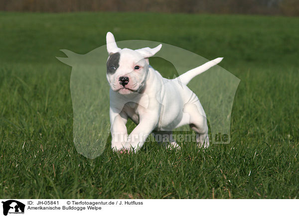 Amerikanische Bulldogge Welpe / JH-05841