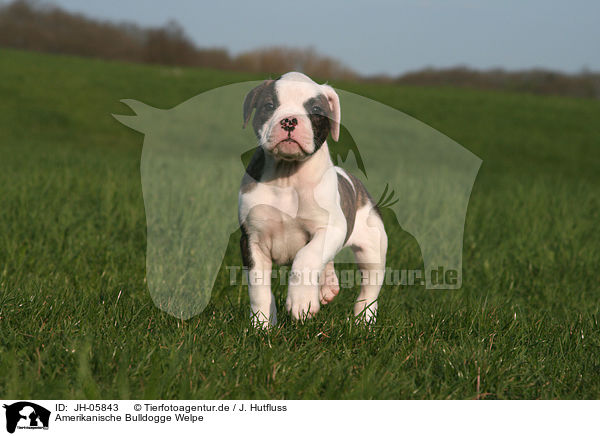 Amerikanische Bulldogge Welpe / American Bulldog Puppy / JH-05843