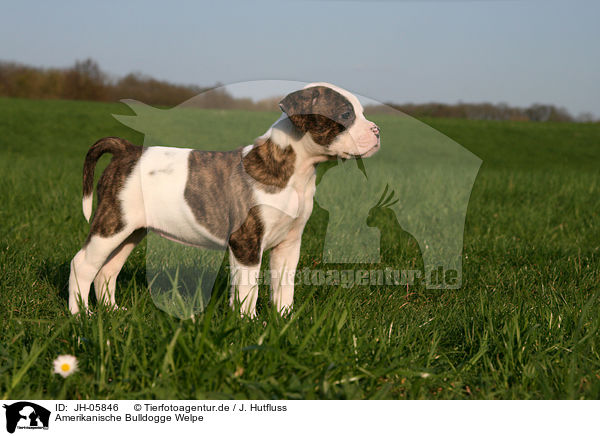 Amerikanische Bulldogge Welpe / JH-05846