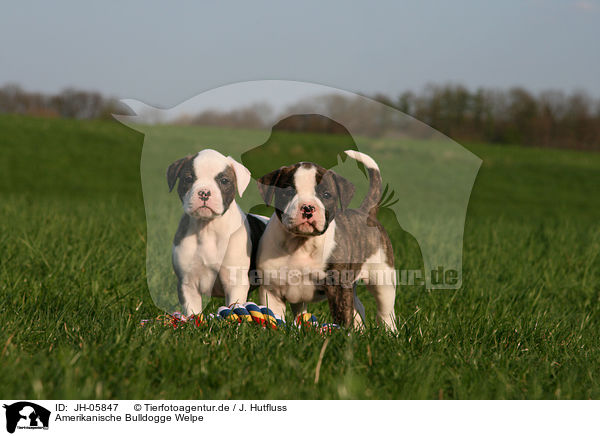 Amerikanische Bulldogge Welpe / JH-05847
