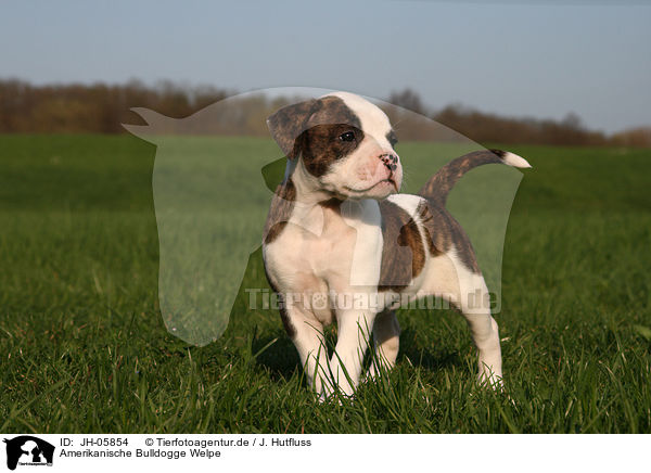 Amerikanische Bulldogge Welpe / JH-05854