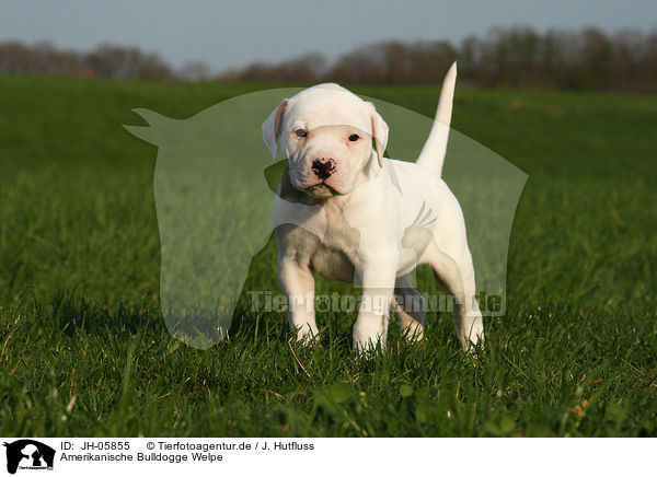 Amerikanische Bulldogge Welpe / JH-05855