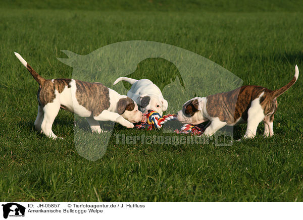 Amerikanische Bulldogge Welpe / American Bulldog Puppy / JH-05857