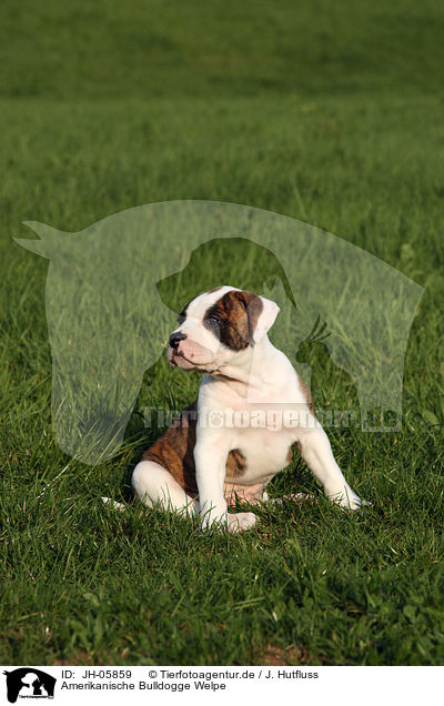 Amerikanische Bulldogge Welpe / JH-05859