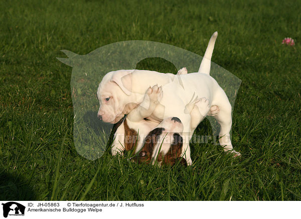 Amerikanische Bulldogge Welpe / JH-05863