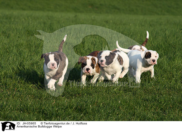 Amerikanische Bulldogge Welpe / JH-05865