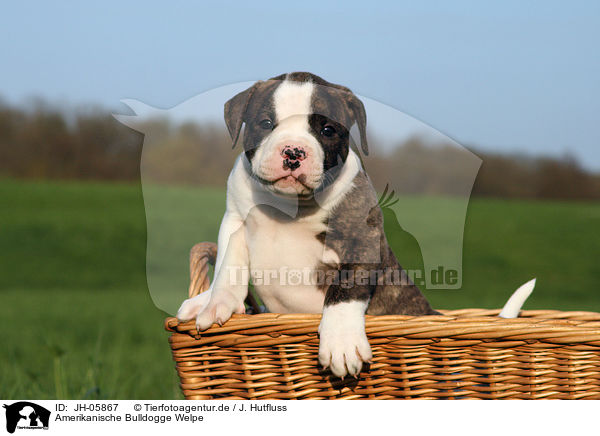 Amerikanische Bulldogge Welpe / JH-05867