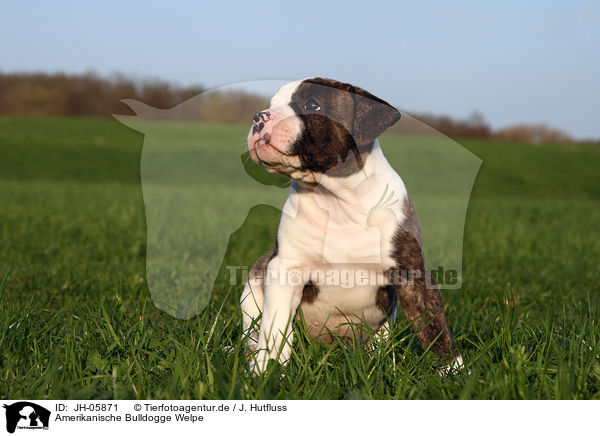 Amerikanische Bulldogge Welpe / JH-05871