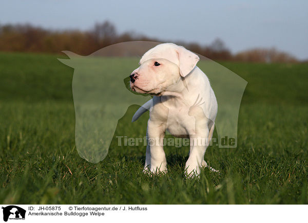 Amerikanische Bulldogge Welpe / JH-05875
