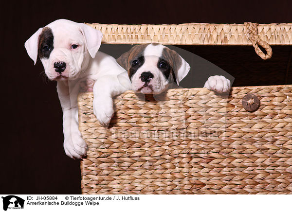 Amerikanische Bulldogge Welpe / JH-05884