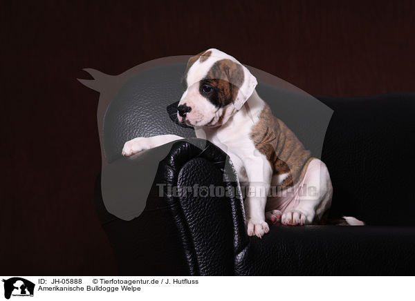 Amerikanische Bulldogge Welpe / JH-05888