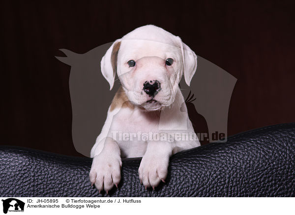 Amerikanische Bulldogge Welpe / JH-05895