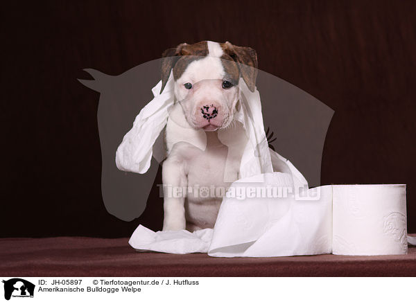 Amerikanische Bulldogge Welpe / American Bulldog Puppy / JH-05897