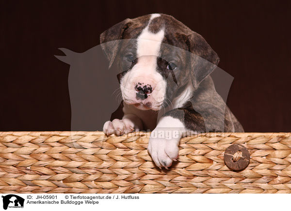 Amerikanische Bulldogge Welpe / American Bulldog Puppy / JH-05901