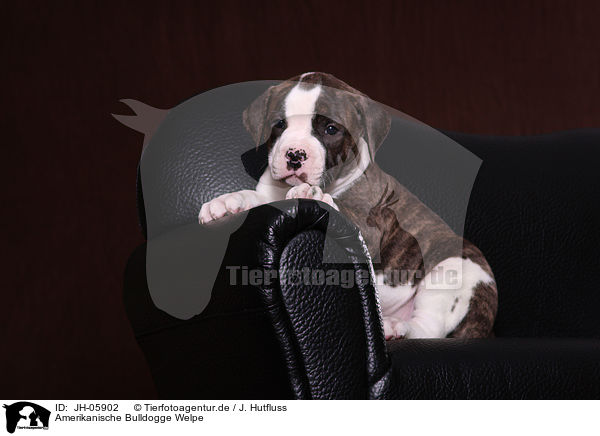 Amerikanische Bulldogge Welpe / JH-05902