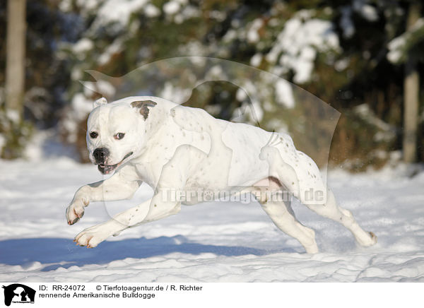 rennende Amerikanische Bulldogge / RR-24072