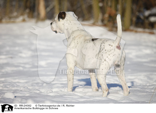 Amerikanische Bulldogge im Schnee / RR-24082