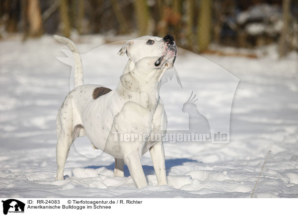 Amerikanische Bulldogge im Schnee / American Bulldog in snow / RR-24083