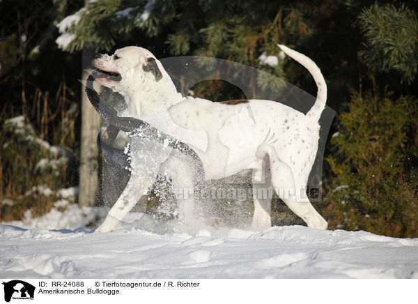 Amerikanische Bulldogge / American Bulldog / RR-24088