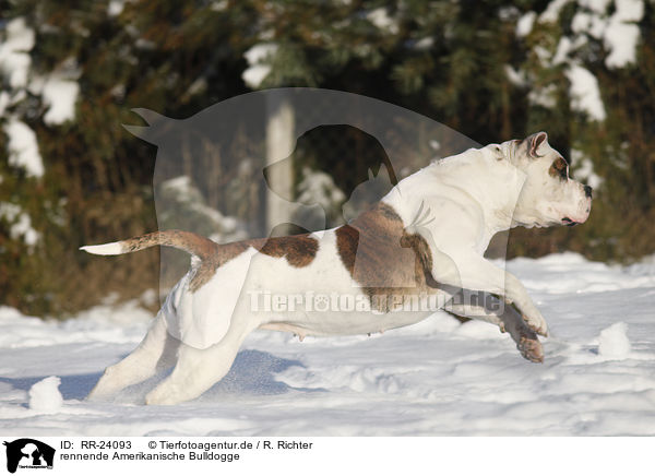 rennende Amerikanische Bulldogge / RR-24093